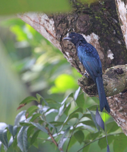Mahananda Wild Life Sanctuary